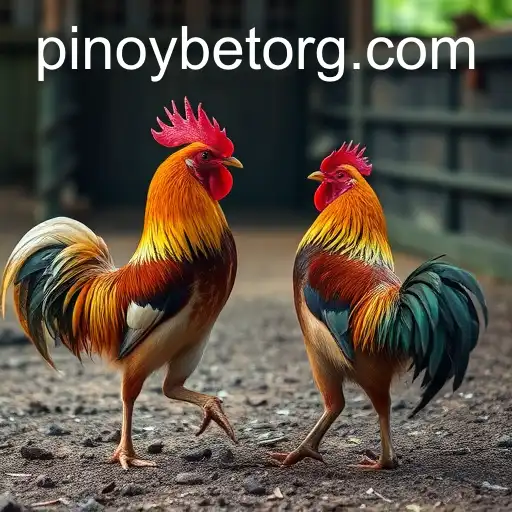 Digital Revolution of Sabong Games with Pinoybet